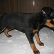 hladkosrst� pin�