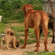 brazilsk� fila