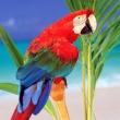 ara