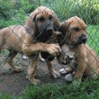 brazilsk� fila